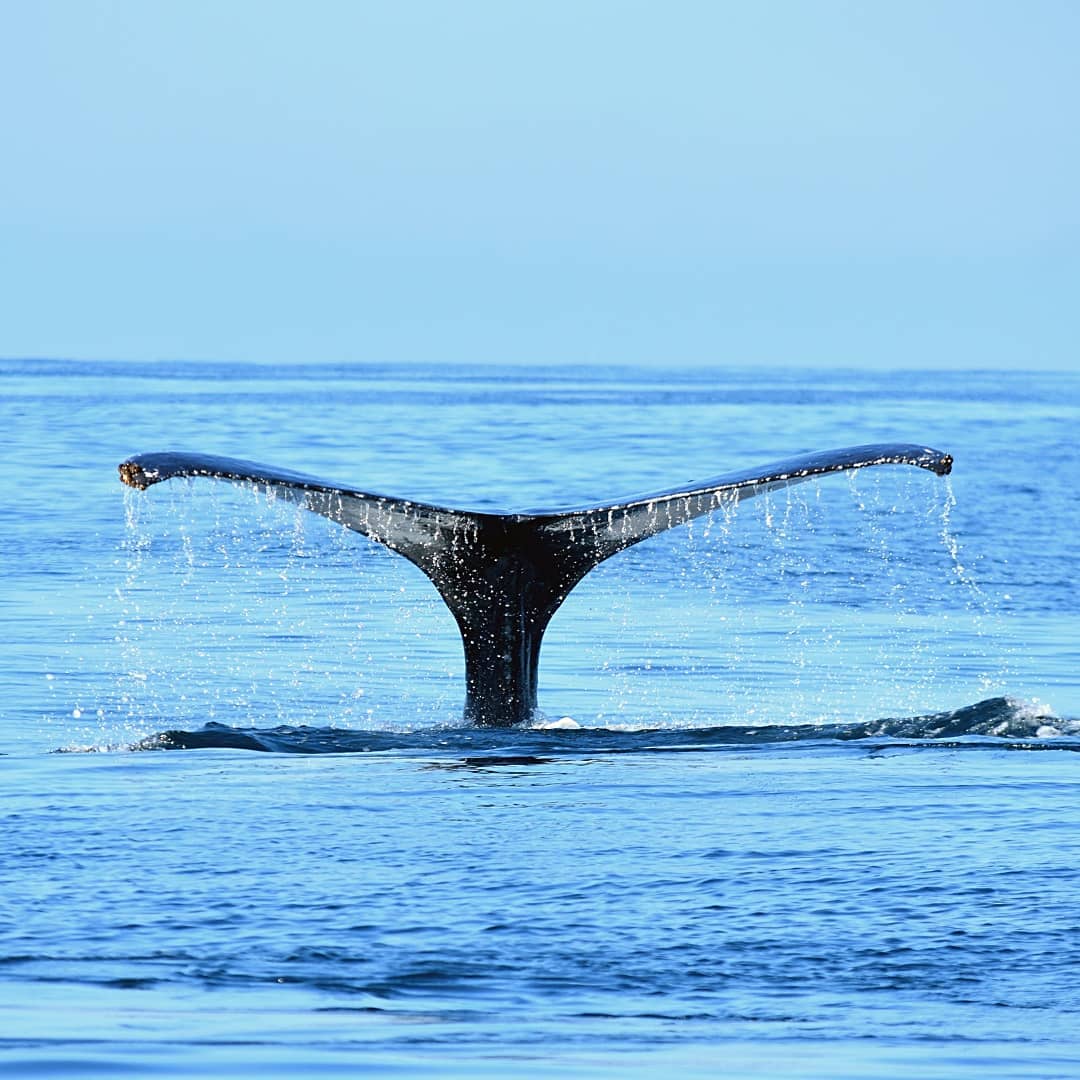 whalewatching brazil