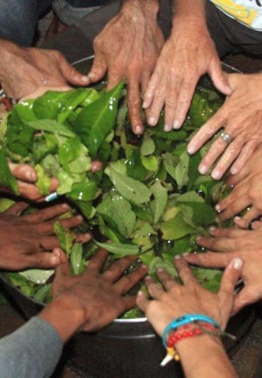 Ayahuasca Brésil