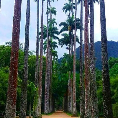 Botanical Garden rio de janeiro