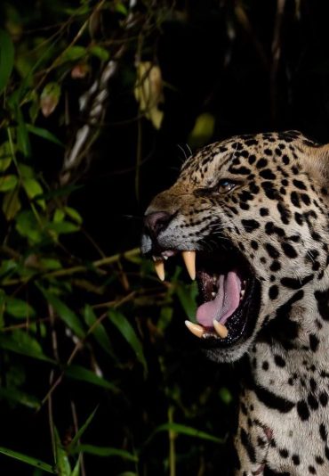 Pantanal Jaguar tour Brazilecotour