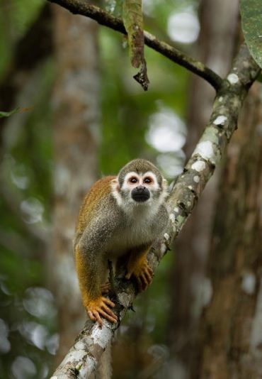 Singe amazonie Bresil