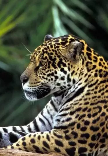 amazon-rainforest-jaguar-1
