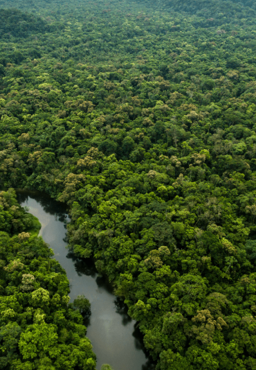 amazon rainforest manaus