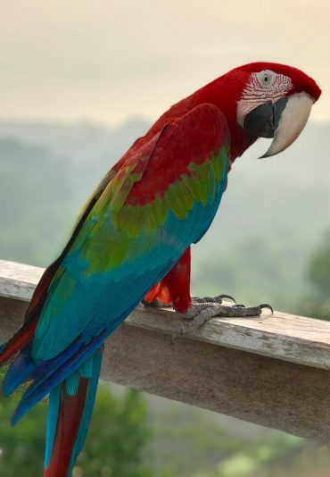 amazon river cruise bird parot