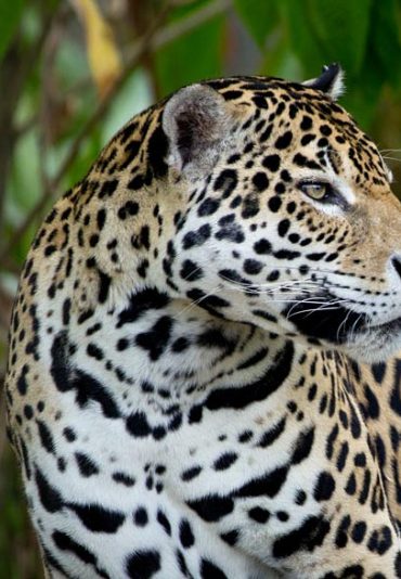 jaguar pantanal observation