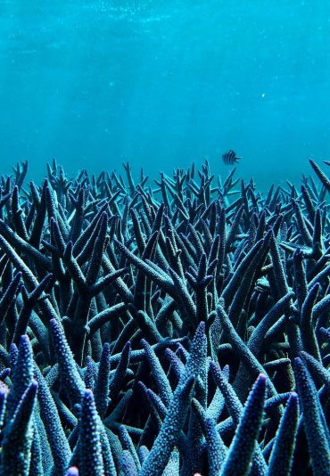 largest coral bank South Atlantic