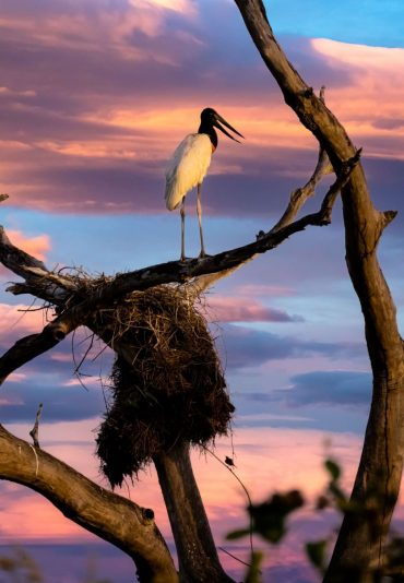 observation d'oiseaux pantanal birdwatching