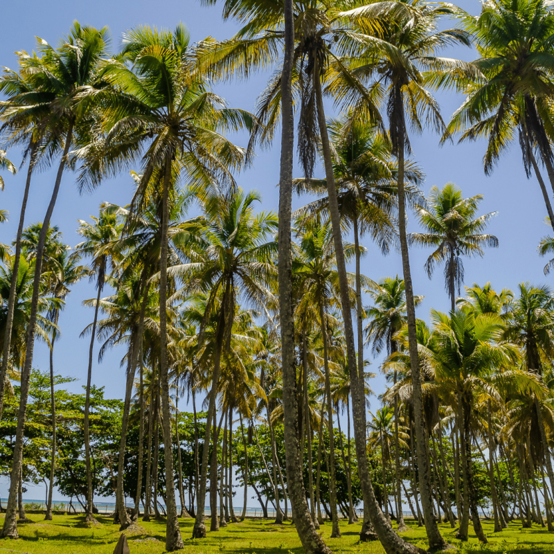 salvador bahia beach boipeba