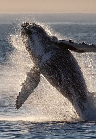 whales watch praia do forte