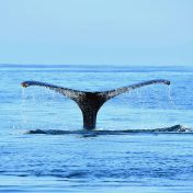 whalewatching brazil