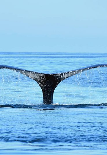 whalewatching brazil